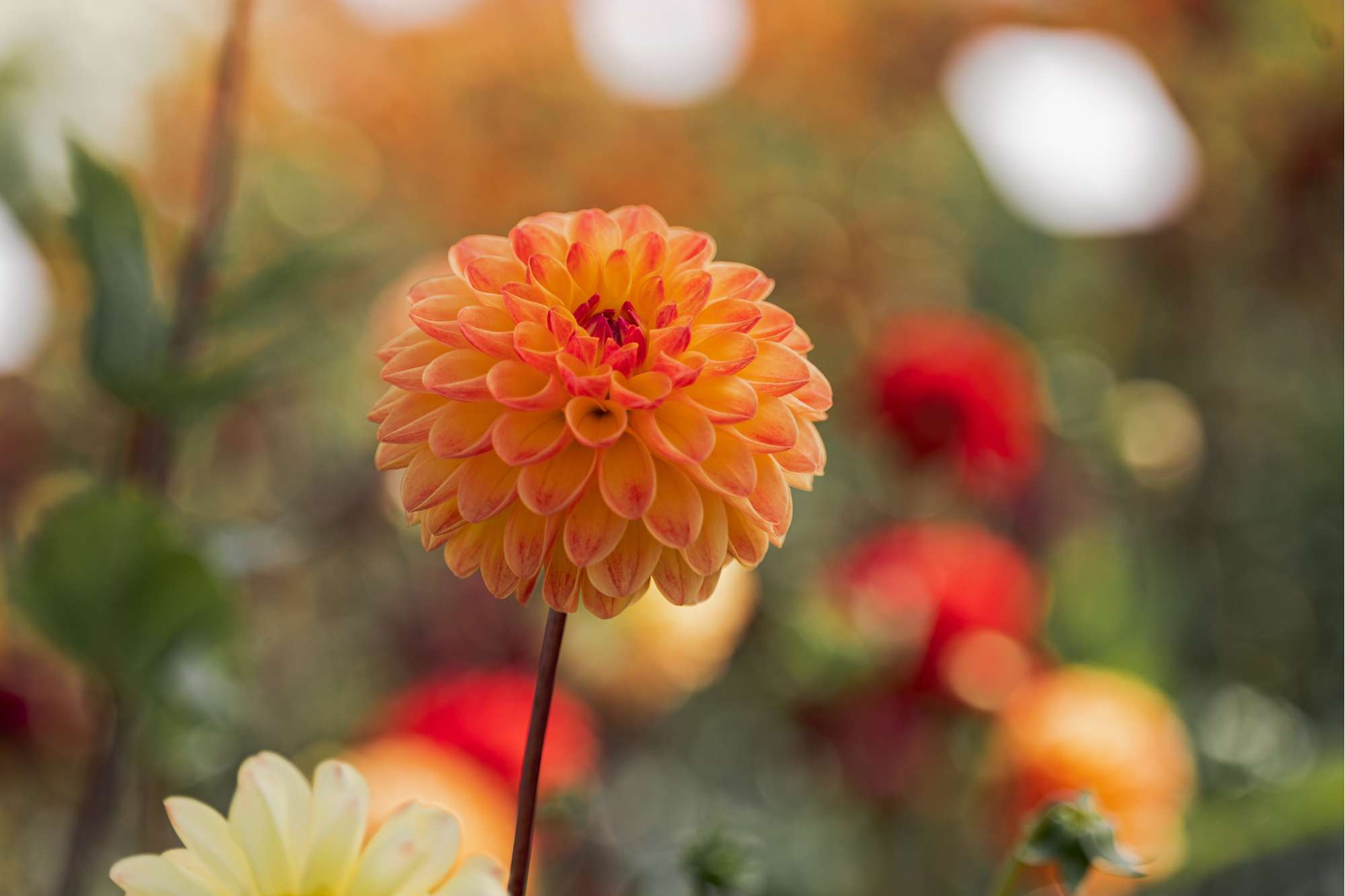 Dahlia Jowey Chantal